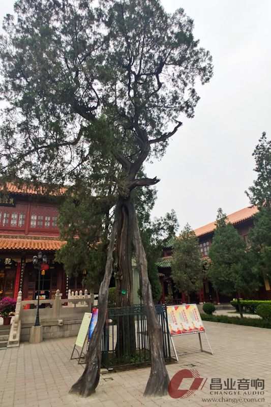 昌业经销石家庄虹音堂巡礼——赵县的柏林禅寺、4S店里的事