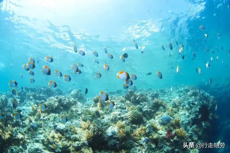 6个理由,帕劳是否值得去