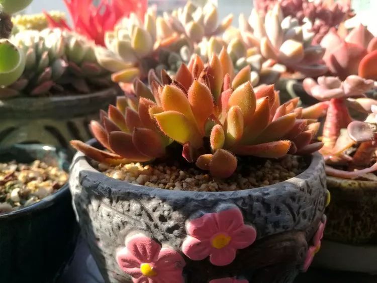 冬日暖阳邂逅最美的多肉,冬日暖阳和多肉暖了我的心