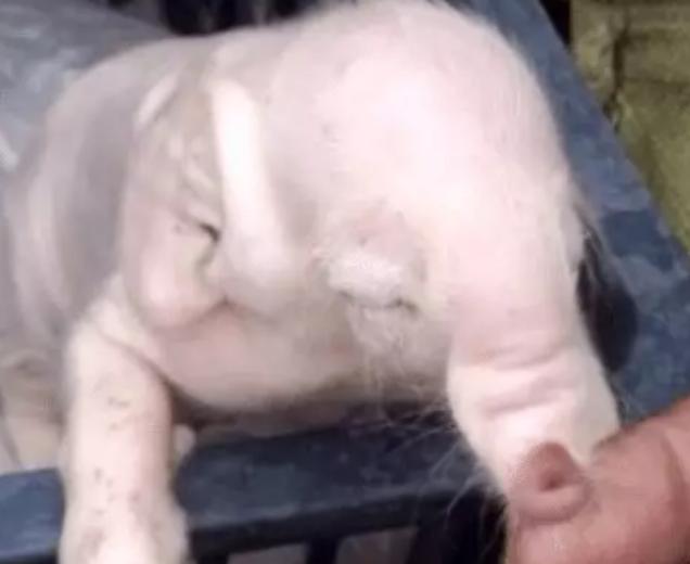 牛生麒麟猪生大象是什么征兆,牛下麒麟猪下象什么意思