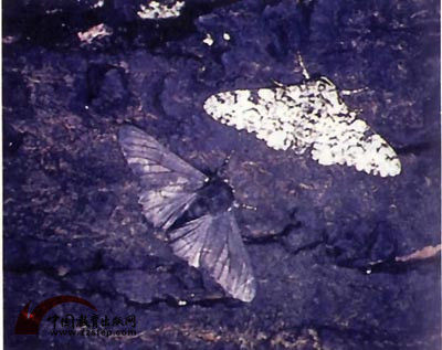 动物界十大伪装高手视频,动物界的伪装之王