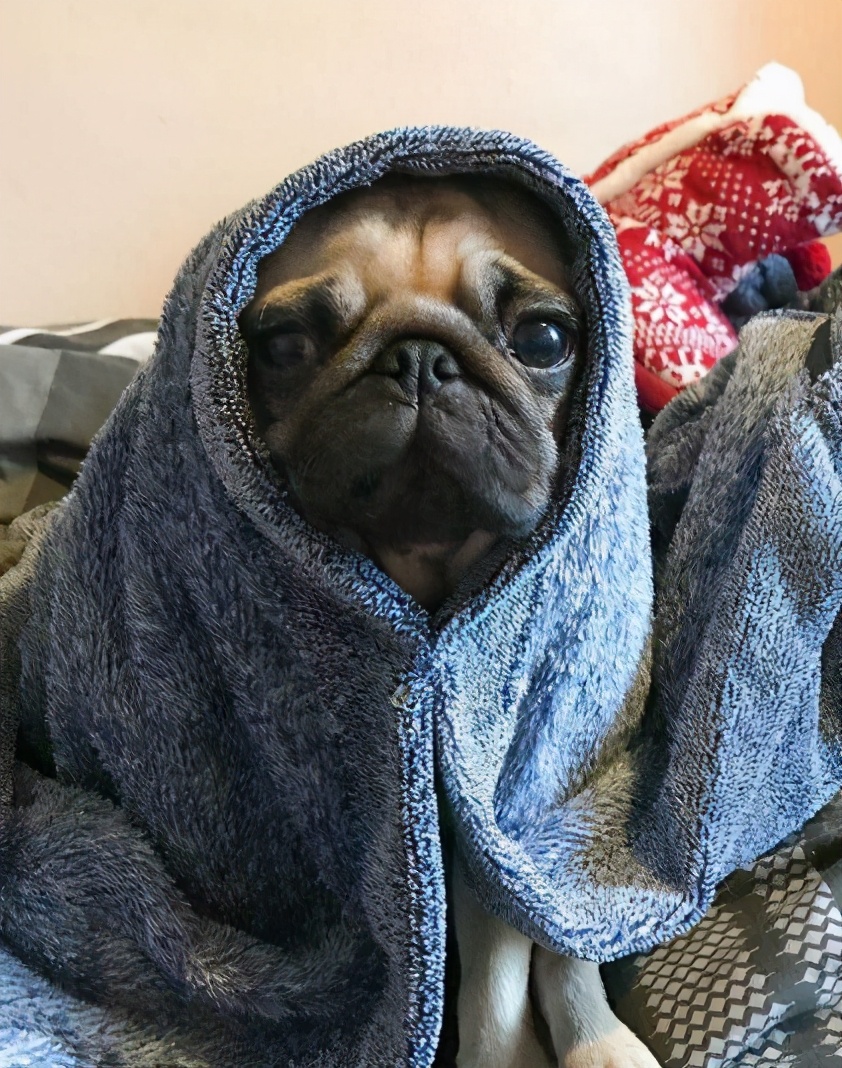 巴哥犬不吃东西怎么办呢,巴哥犬体味怎么解决