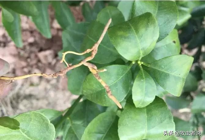 柑橘返青的原因,柑橘叶片打卷怎么办