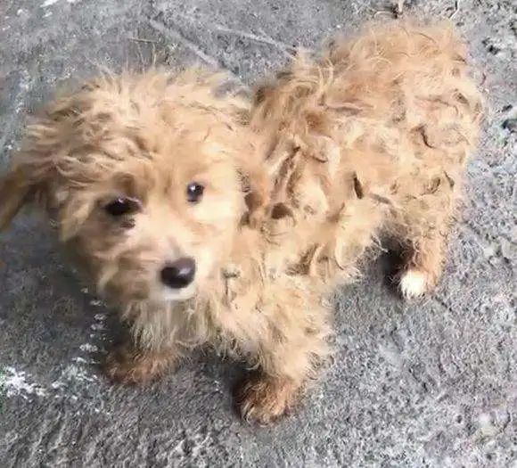 有了这个证,必要的时候可以救狗狗一命