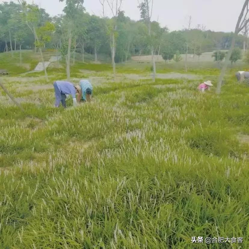 合肥有什么好玩的地方适合小朋友,春节合肥周边好玩的地方一日游