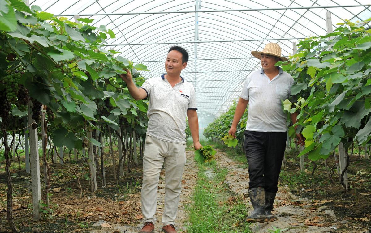 农村种植葡萄一年收入,农村种植葡萄年入500万