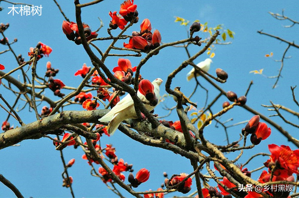 农作物棉花来自哪里?是国产吗?一口气搞懂棉花的前世今生