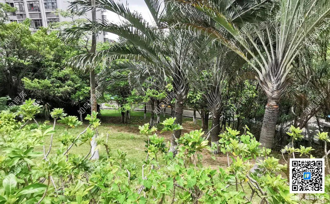 坐拥35公顷水域的横圳水库的虎门丰泰裕田，究竟好在哪里