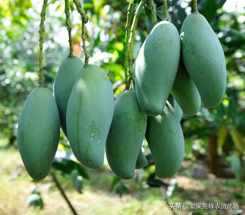 有前景的芒果品种名字大全,长势比较好的芒果品种