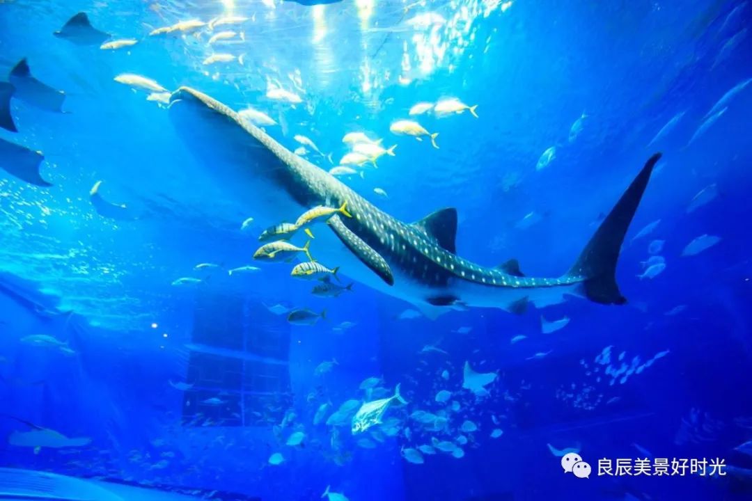 大阪ose期货国内可以交易吗,大阪osaksa食堂