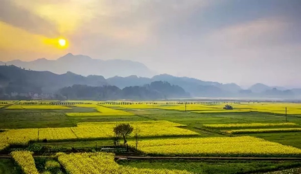 在哪里看油菜花好美哟,开化油菜花最佳观赏地