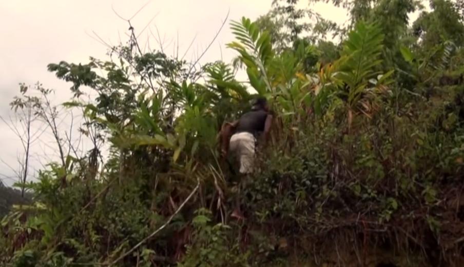 实拍非洲紫檀木*私走**全过程：护林员做*私走**，一根紫檀木赚三万