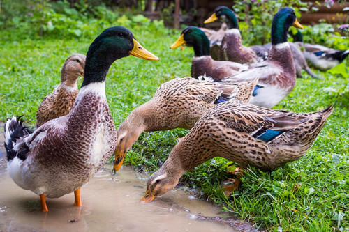 水禽常见疾病及治疗方法,水禽用药
