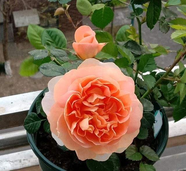 月季苗怎么养壮？记住“2点”，一年长成大盆栽，开花数量多10倍