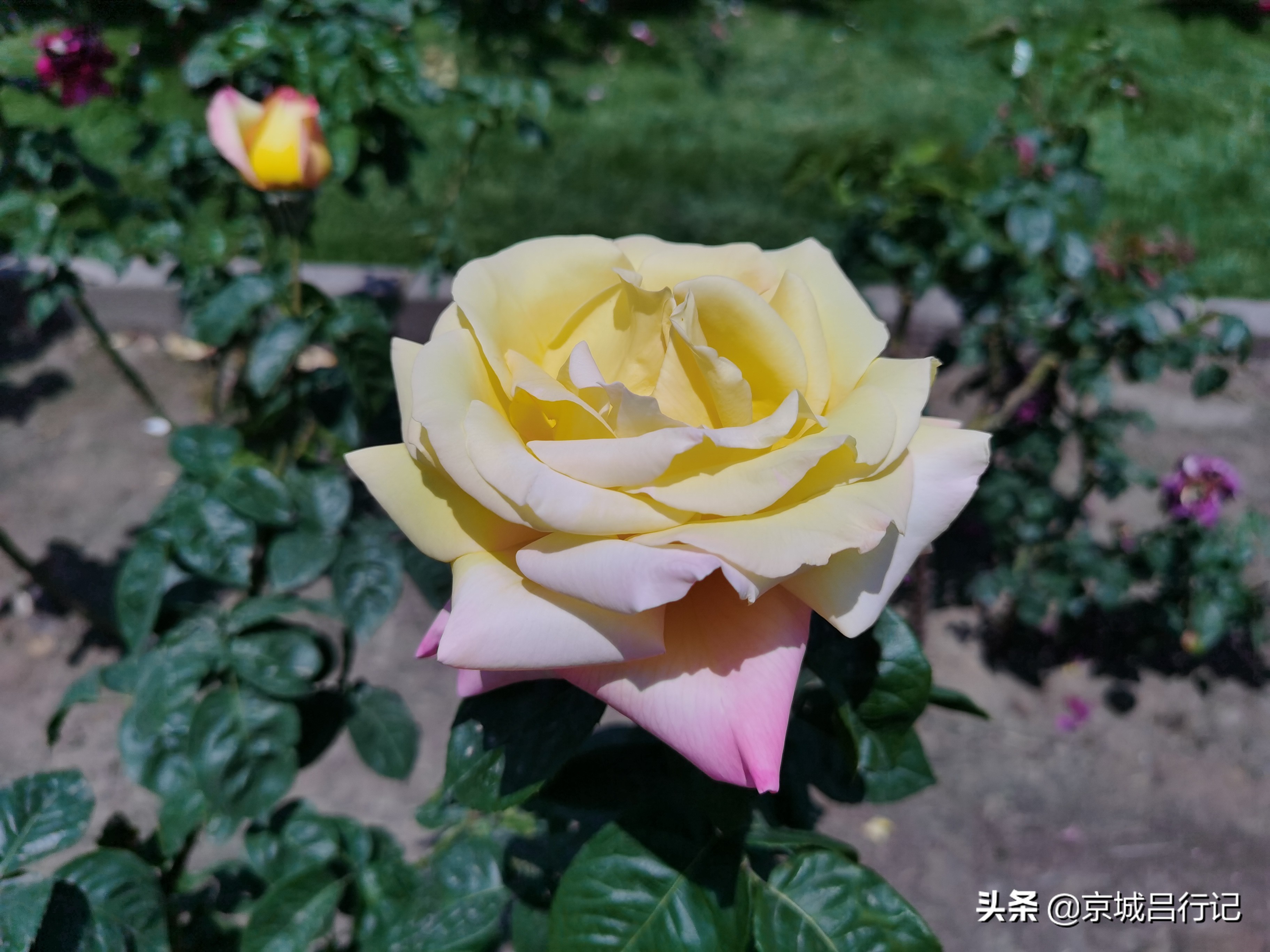 公园拍摄的月季花图片,在公园拍的牡丹花