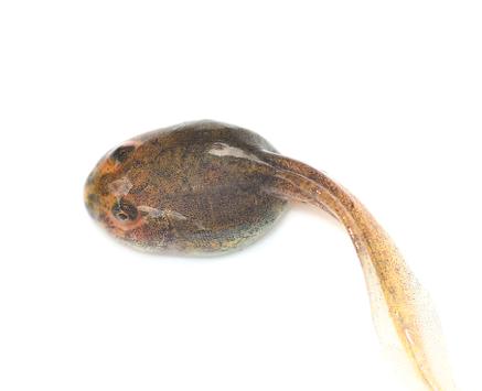 蝌蚪会变成箭毒蛙吗,蝌蚪会成青蛙