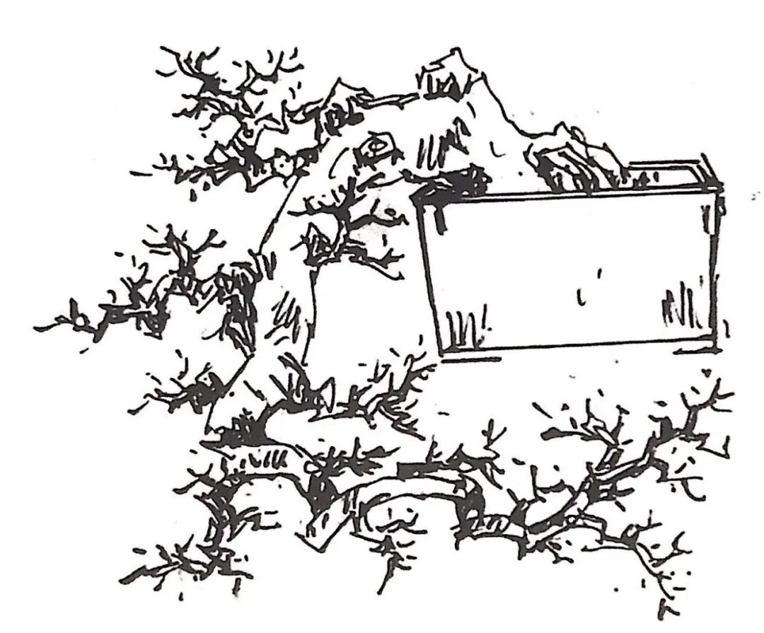 新手榆树盆景造型设计,榆树盆景造型设计教程