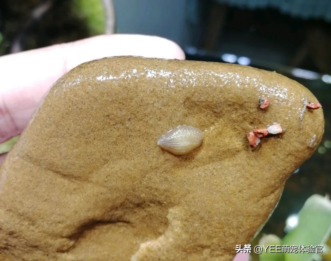 吸血的虫子有哪些在水里,吸血的虫子生活在水里