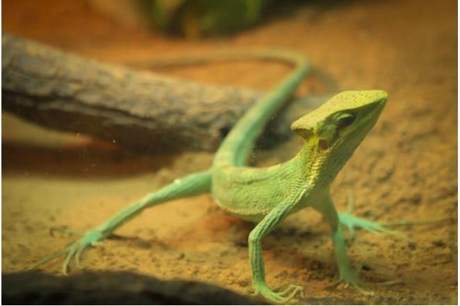 一个神奇的物种既会下蛋又会生仔,科学家发现的奇妙物种