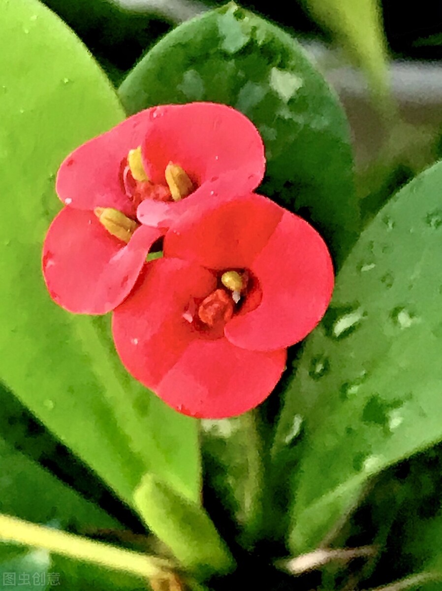 狼牙棒花可以栽家里吗,狼牙棒适合种什么花