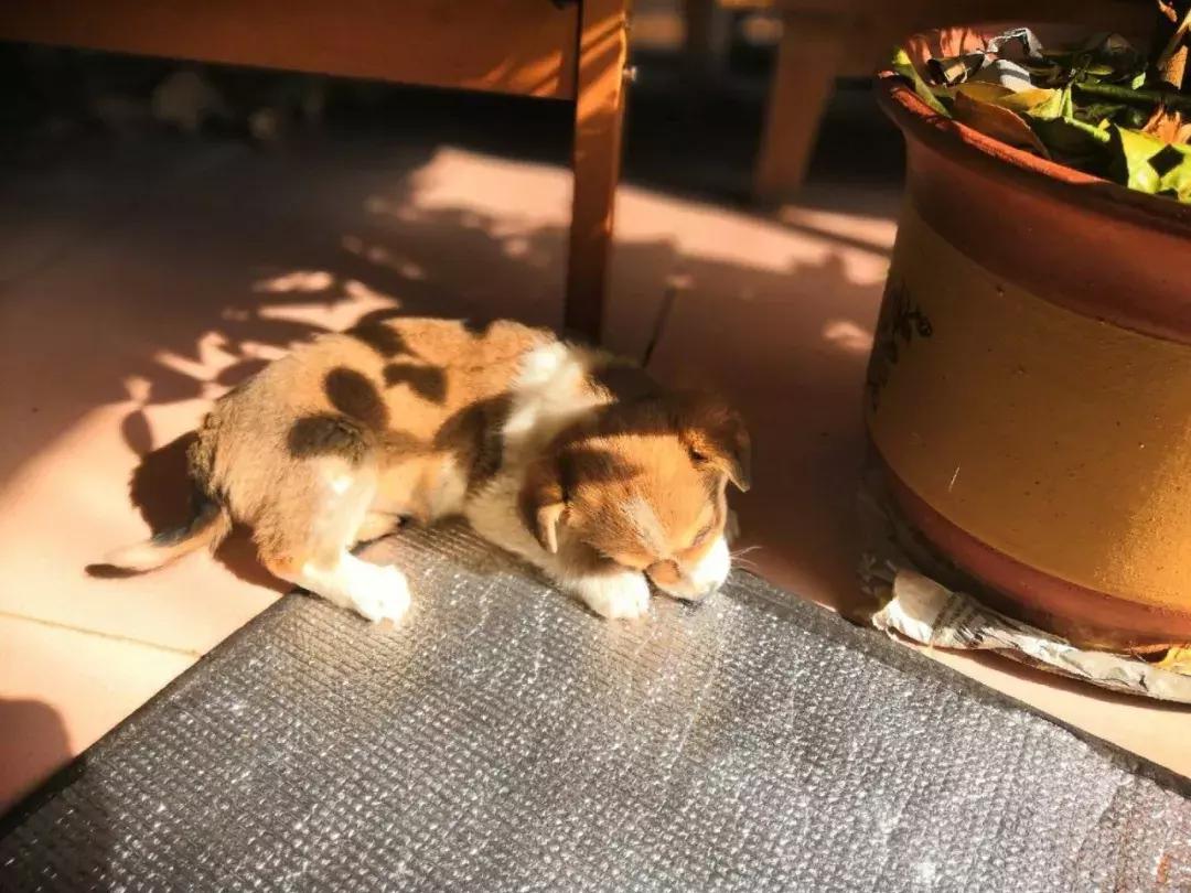 给它们一个家|线上宠物领养日,201903101