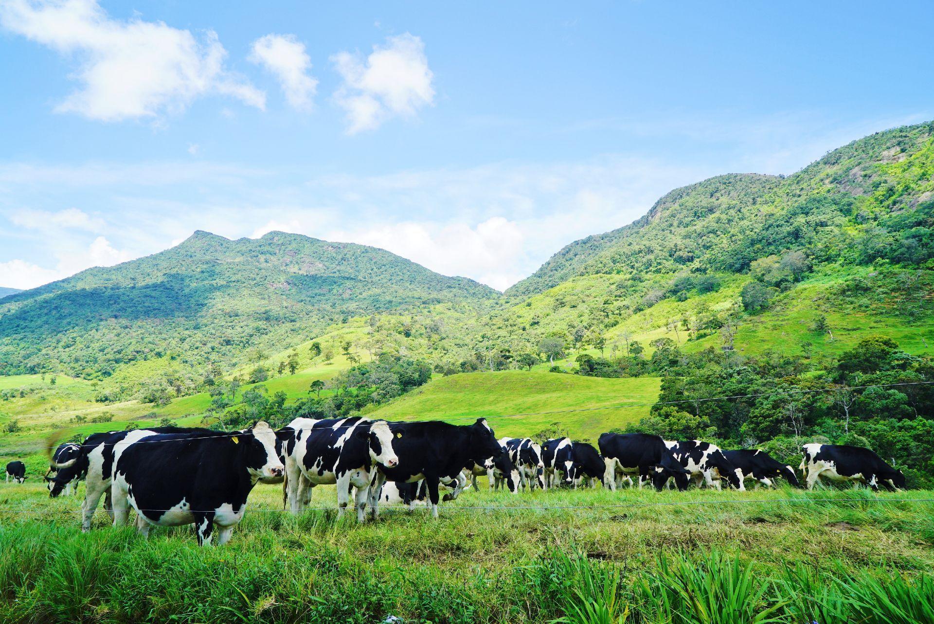 存在感低的发达国家,发达国家新西兰为什么存在感低