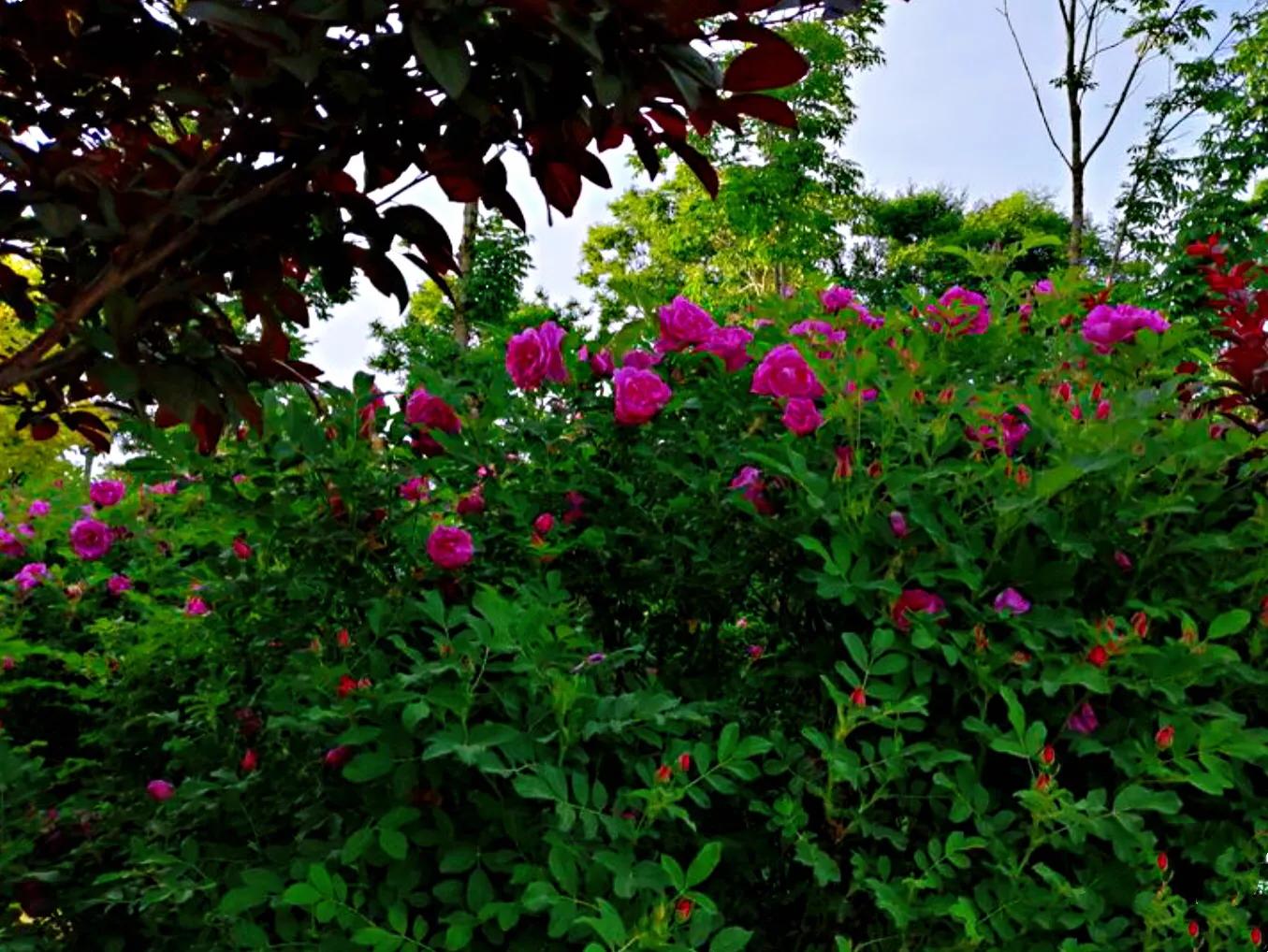 四季风玫瑰图,四季玫瑰造型树