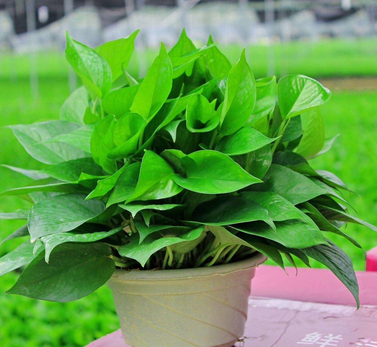 你养的绿萝为什么总是黄叶烂根,绿萝出现烂根黄叶是什么原因