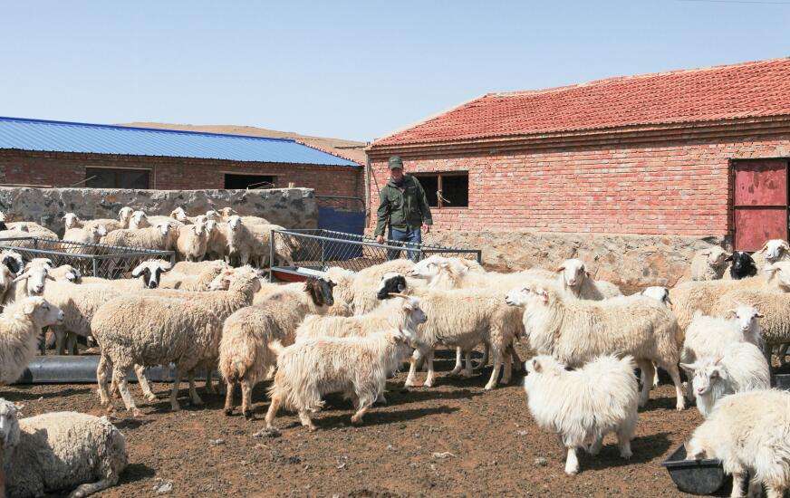 羊吃毛是缺什么,羊吃同伴的毛是什么原因