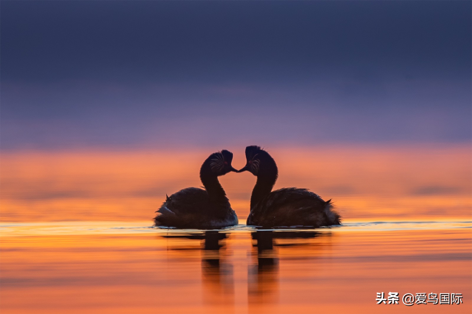 鸟类最好看的照片,100张绝美鸟类图片