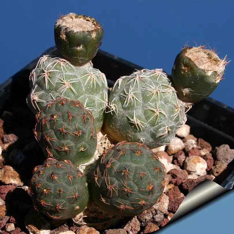 足球团扇图片,足球团扇学名