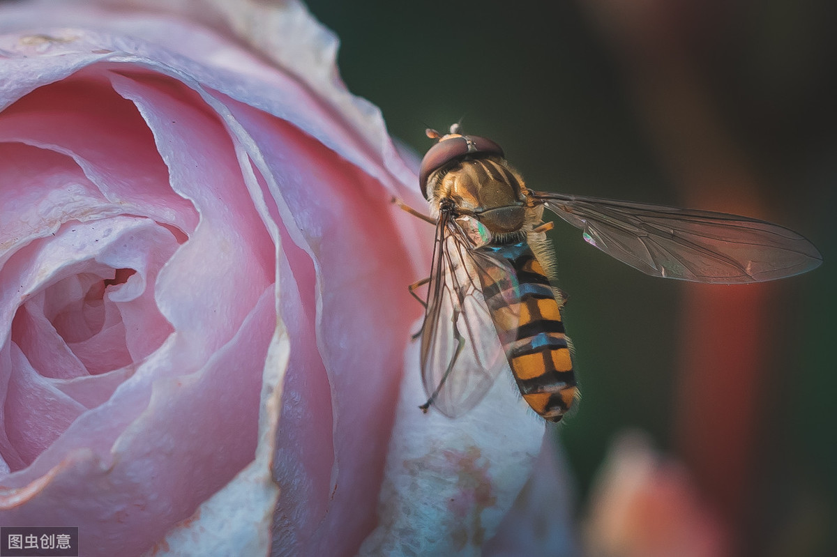 长得像蜜蜂确是苍蝇的亲戚，行为又是益虫的一种生物——食蚜蝇