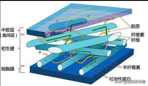 苹果为什么会整个变软掉,苹果放时间长了为什么会起皮