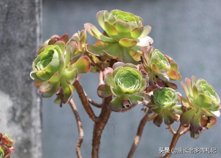 多肉荷兰、黄金和柠檬三种韶羞有啥不同？其实大舅二舅都是他舅舅