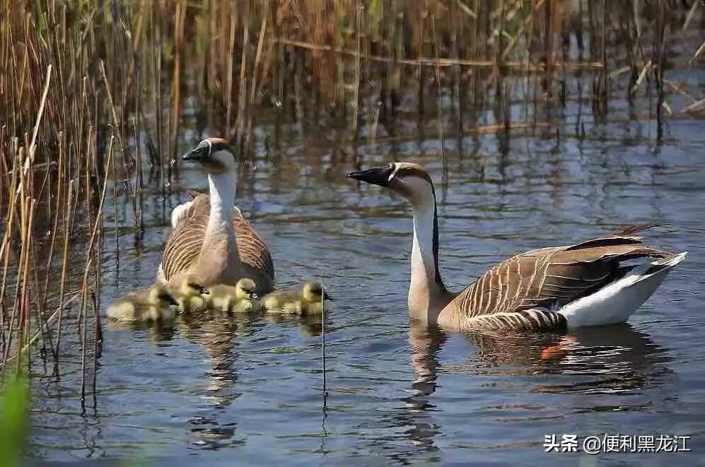 30绉掑甫浣犱簡瑙ｉ粦榫欐睙,甯︿綘浜嗚В榛戦緳姹熷悇涓競