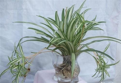 吊兰土培改水培后烂,吊兰土养能不能直接浇水