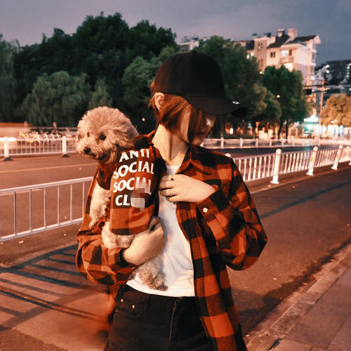 饲养泰迪犬的6个注意事项是什么,泰迪狗狗饲养攻略