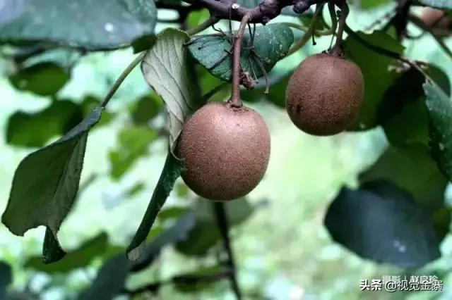 六安山上的野生猕猴桃,野生猕猴桃大山里大自然的馈赠