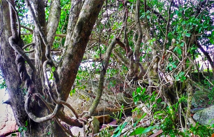 徒步探访马来西亚孤岛小村：医疗免费，孩子辍学家长坐牢