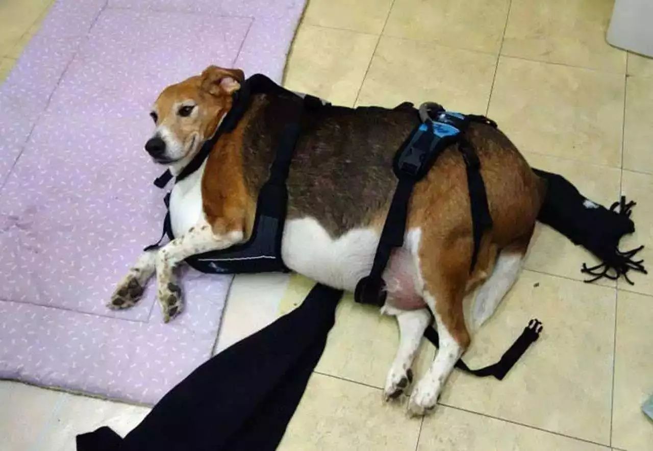 辟谣，狗狗也会腰椎盘突出，不合理运动伤害大，注意三点正确护理