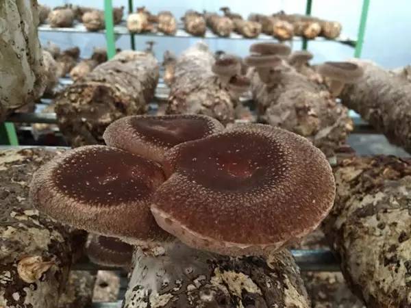 外国人有蘑菇吃吗,外国人吃中国蘑菇