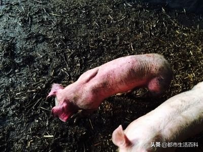 猪耳朵发紫发蓝怎么治疗,猪耳朵发紫不吃食怎么办打什么药