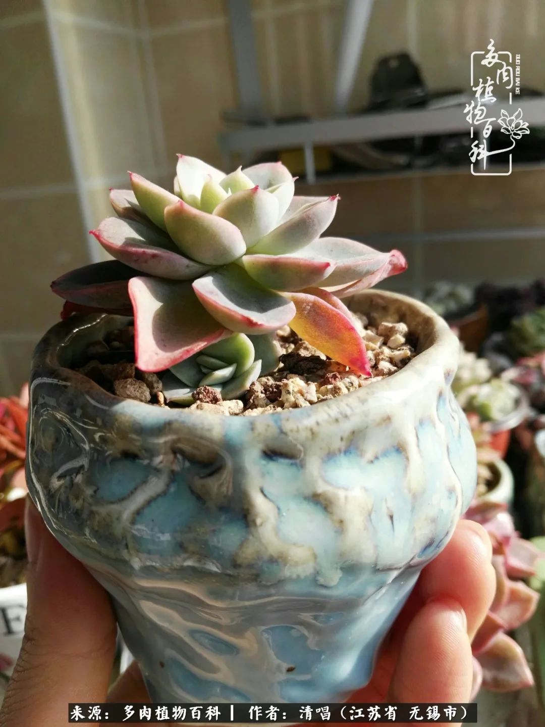 多肉植物百科好看又好养的多肉,喜欢多肉的朋友欢迎光临多肉园艺