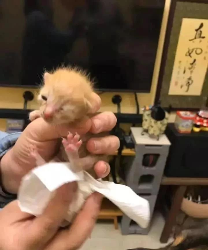 突然到访的小奶猫,没想到居然让高加索展示出了另外一面!超暖心