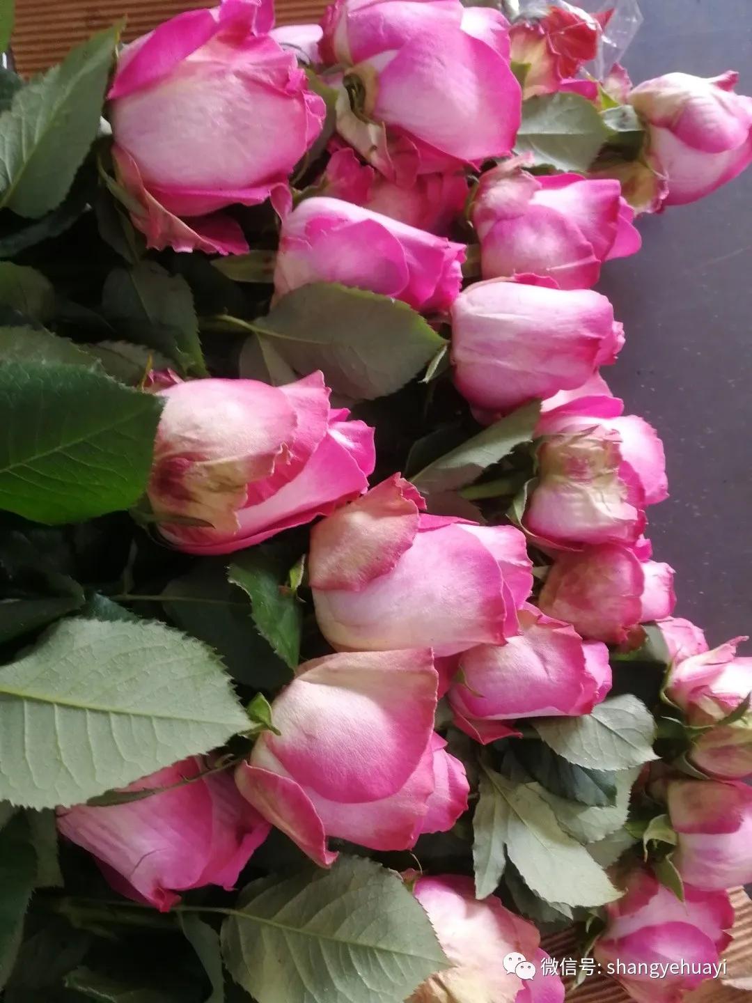 玫瑰鲜花养护常用方法,鲜花玫瑰花应该怎么养