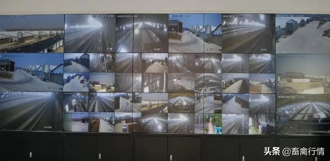 大商王老板，养殖有办法，与海鼎合作7年，说出心里话？