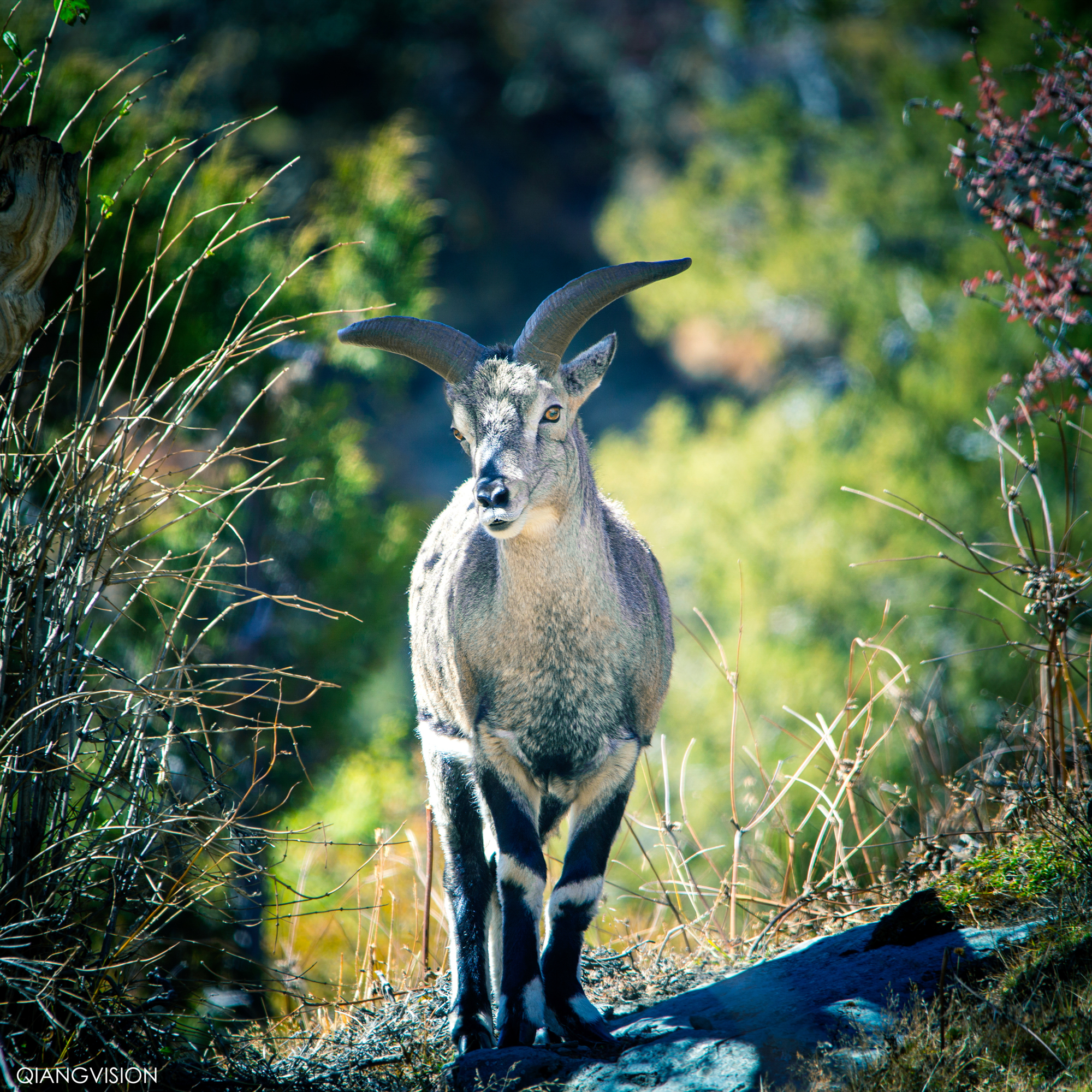 成都周边秋天美到极致的秋色,成都近郊游最美秋色