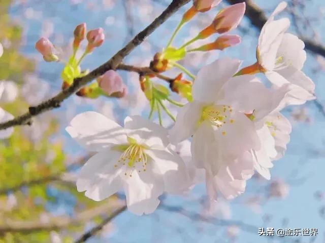 苏州周边自驾游最佳景点,苏州火车站周边景点一日游