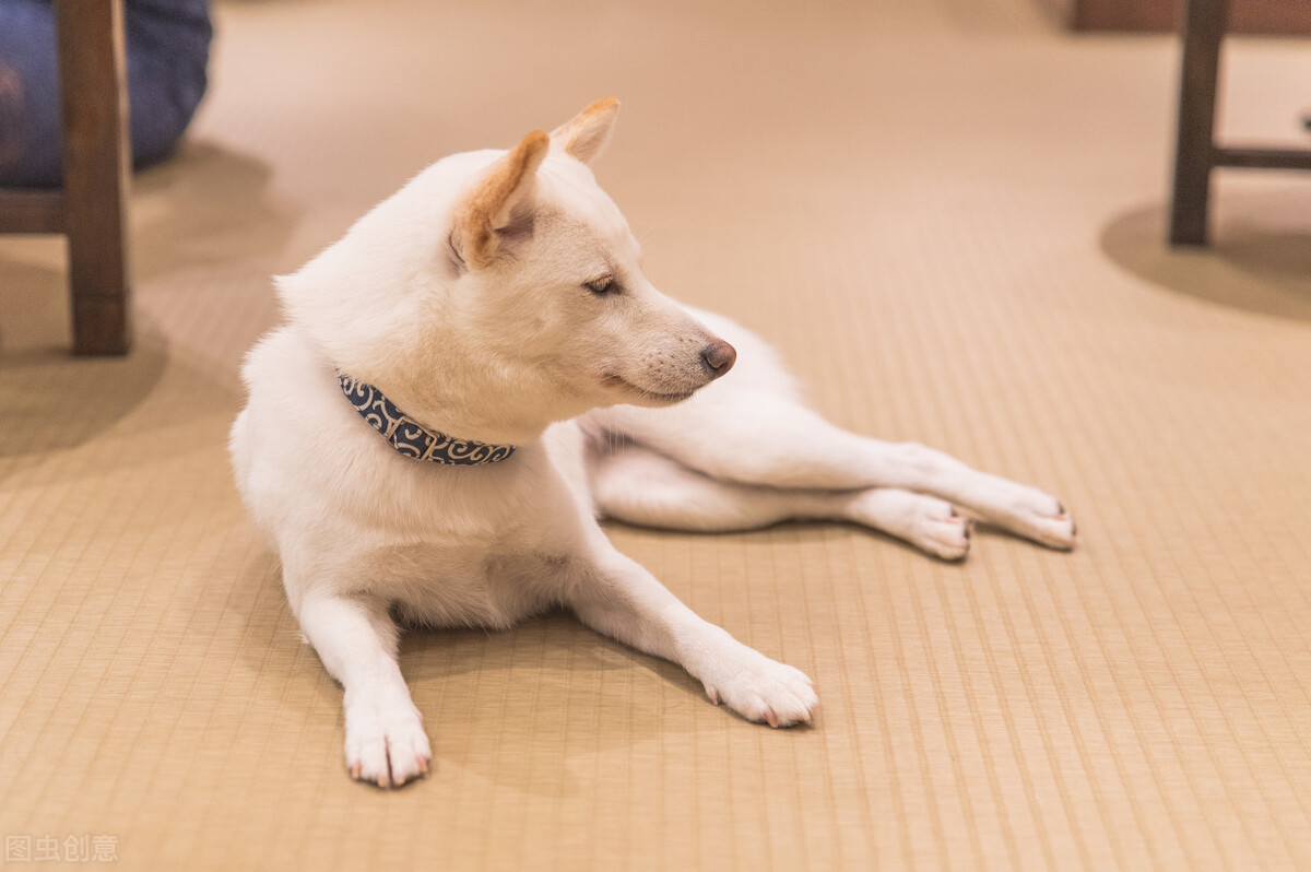 为什么不能养日本柴犬呢,柴犬有什么优点怎么那么呆萌可爱