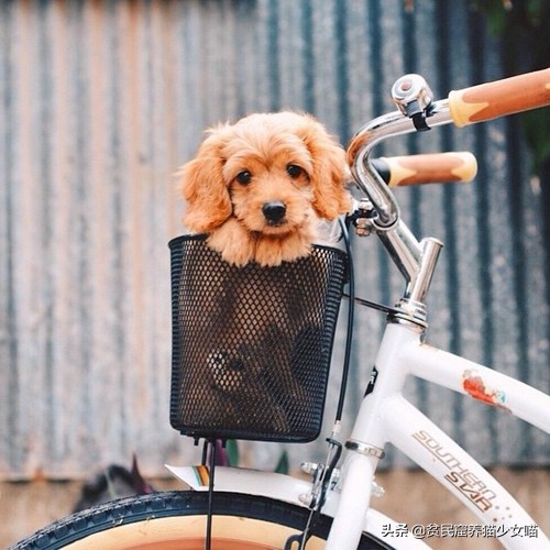 金毛狗狗中暑症状和解救方法,狗狗如何防止猫咪中暑